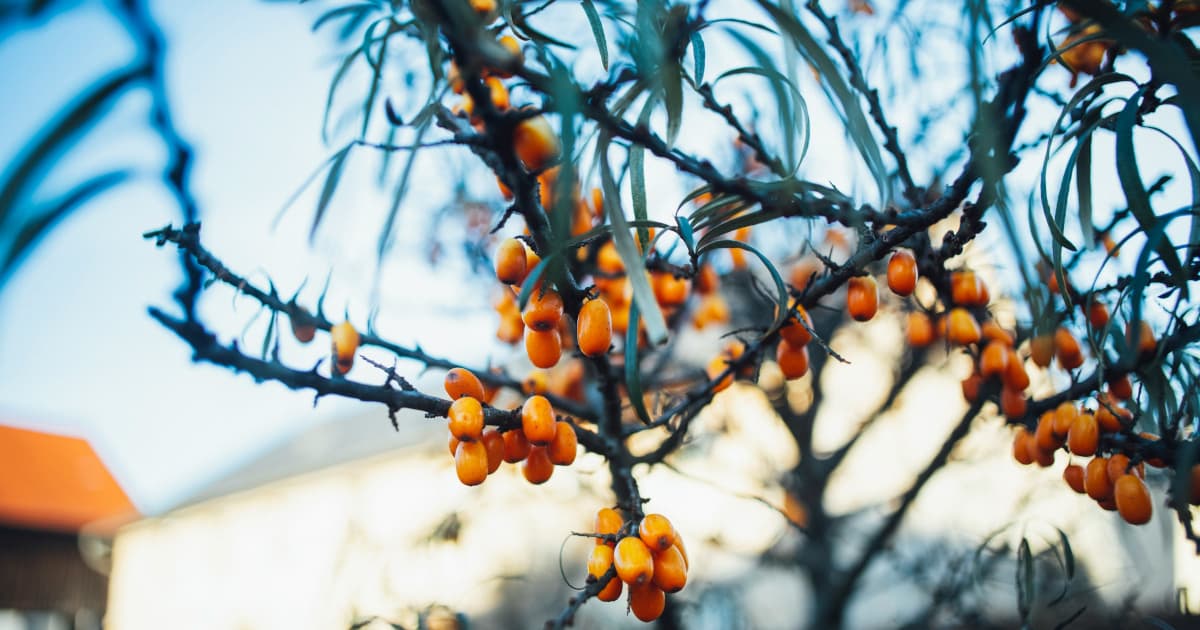 Five Habits to Strengthen Immunity as Cold and Flu Season Approaches